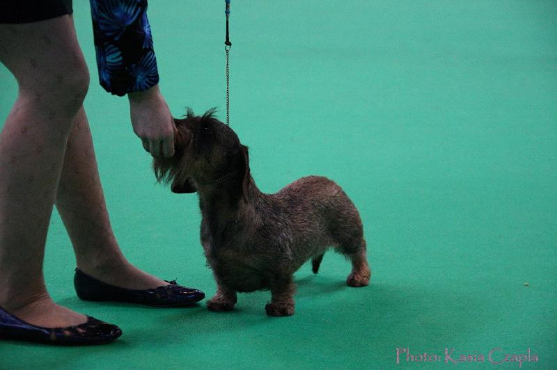 Crufts2011_2 1323.jpg